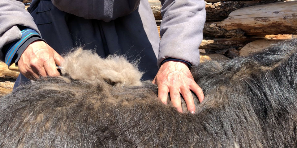 LANGYARNS Noble Nomads chèvre du Cachemire en cours de peignage